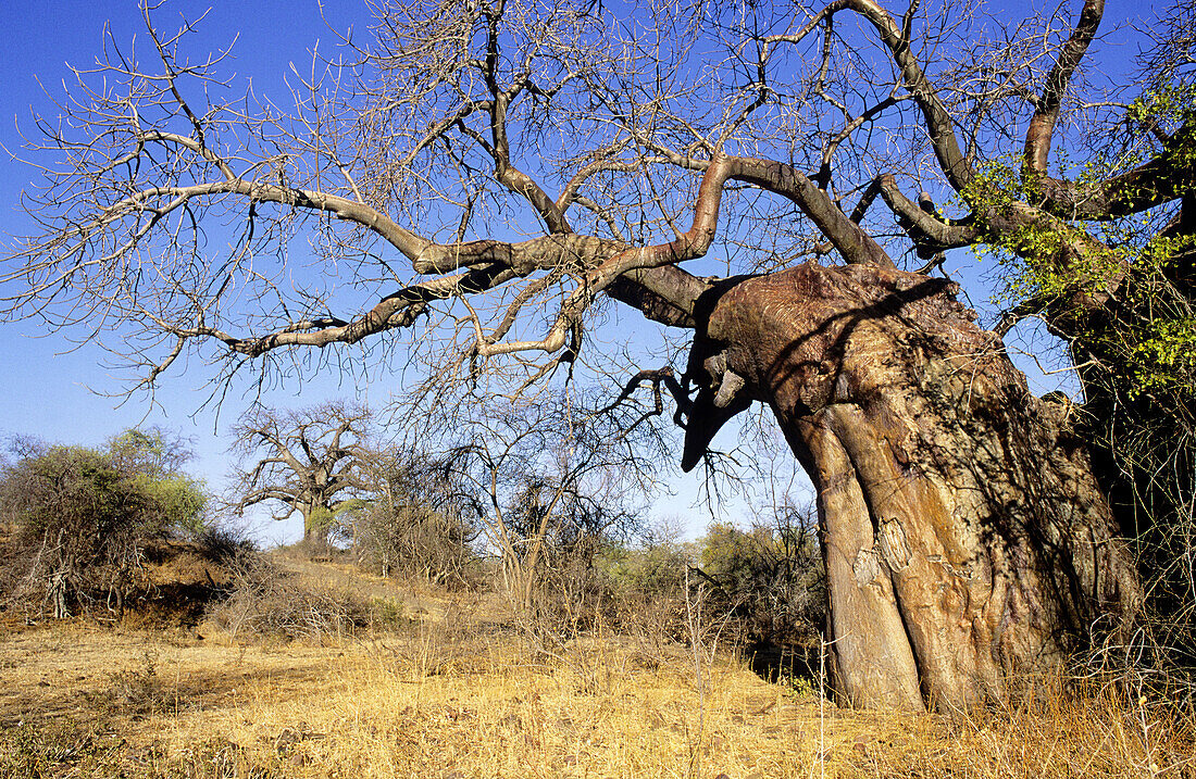 Baobab (Adansonia digitata) Kruger National Park, South Africa.