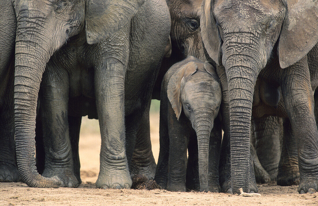 Breeding herd of Elephants (Loxodonta africana). Addo Elephant National Park. South Africa