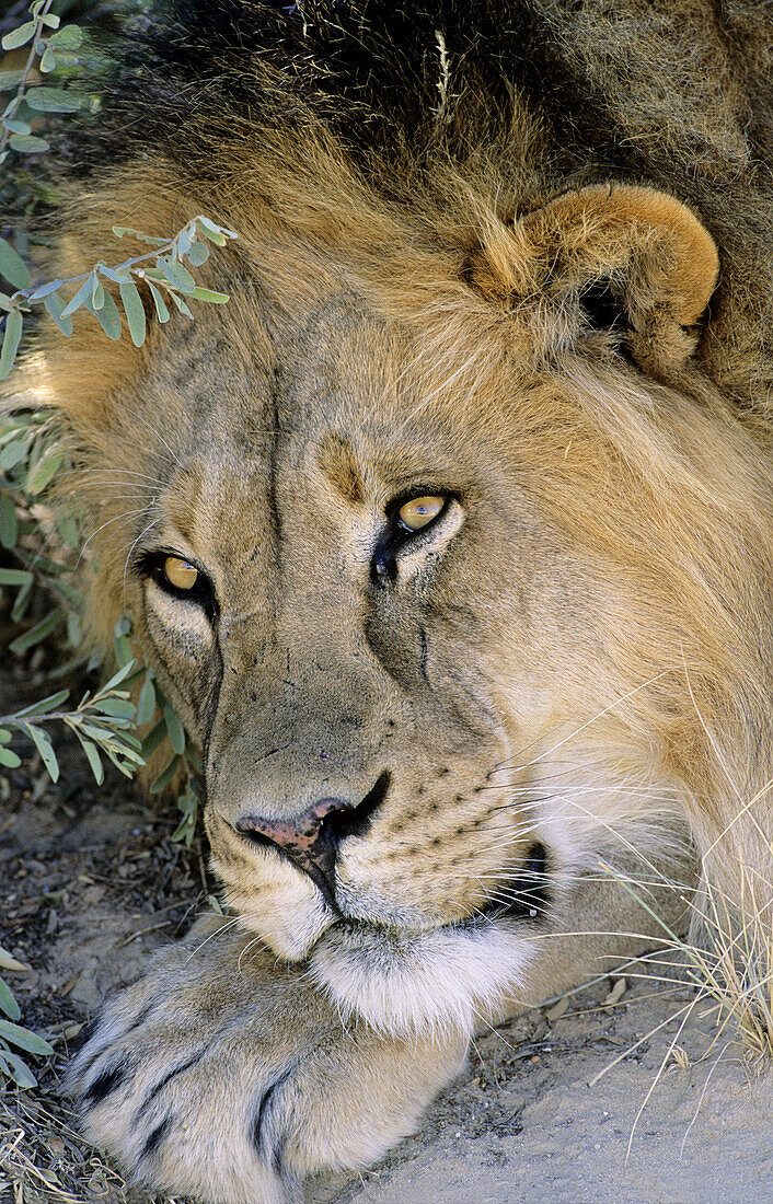 Lion (Panthera leo). Kgalagadi Transfrontier Park. Kalahari, South Africa
