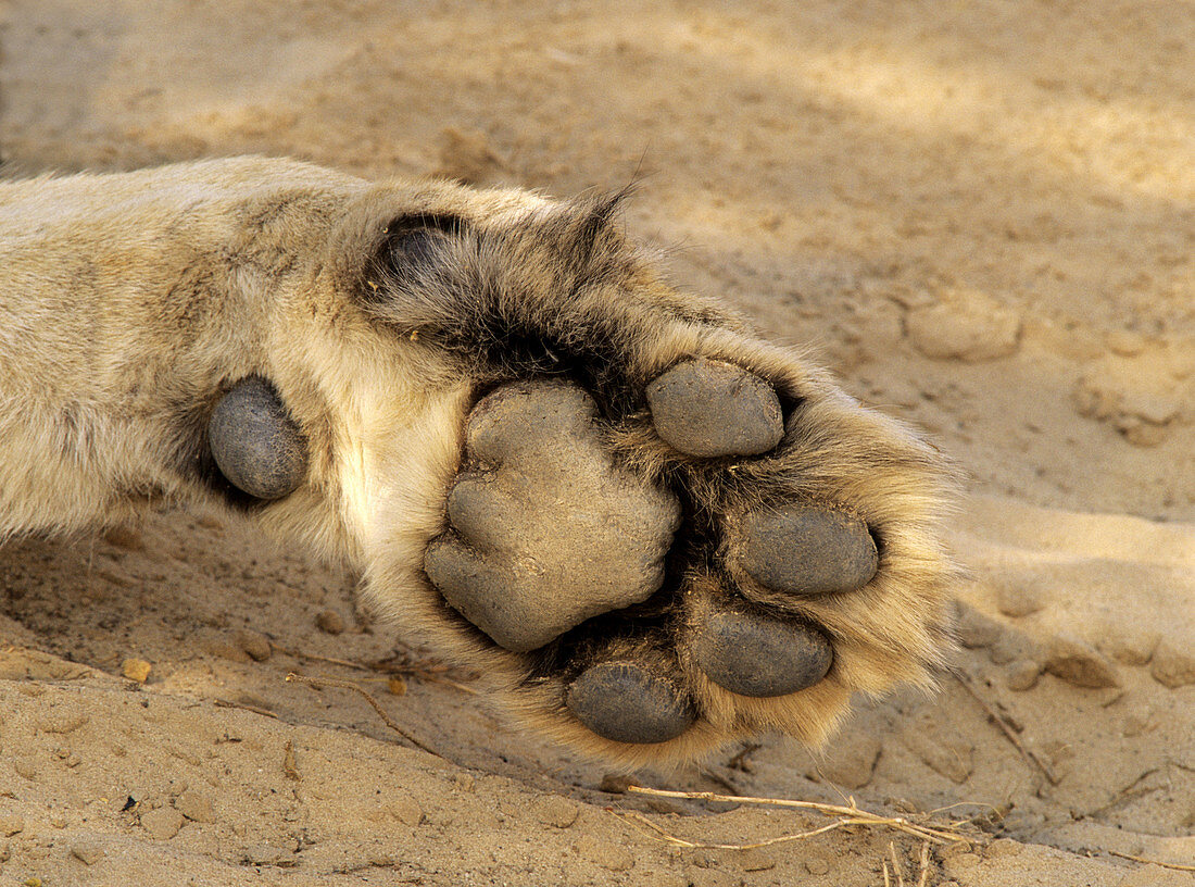 Lion (Panthera leo), detail of paw. Kgalagadi Transfrontier Park. Kalahari, South Africa