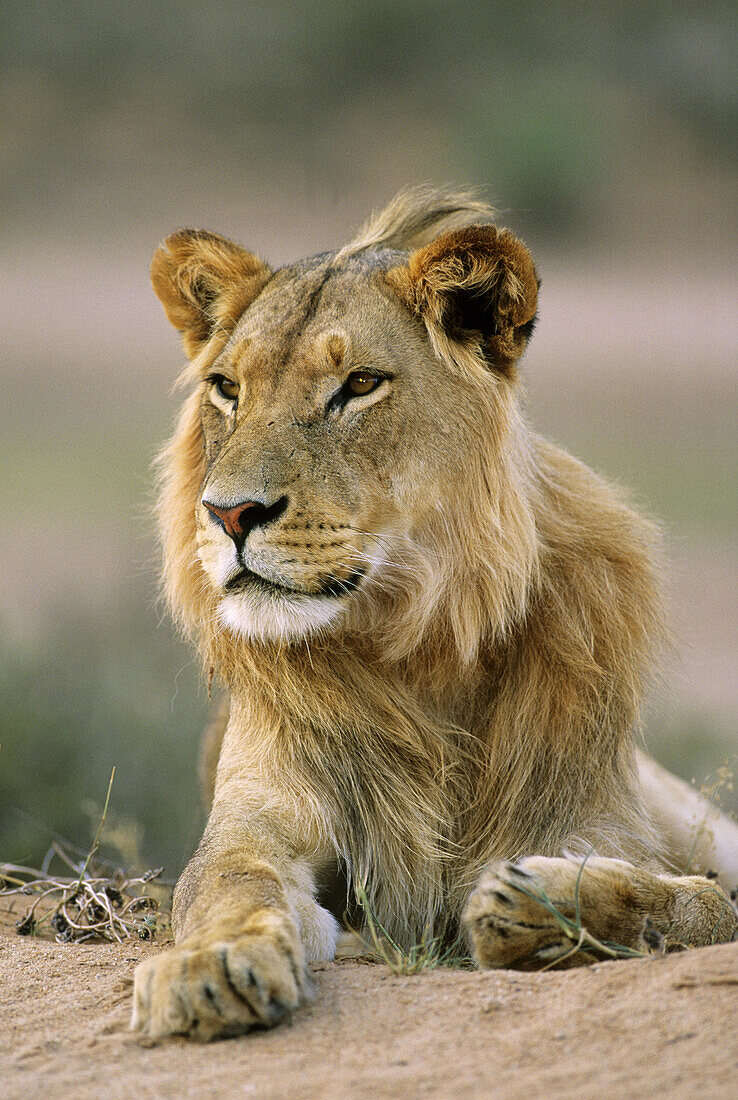 Lion (Panthera leo). Kgalagadi Transfrontier Park. Kalahari, South Africa