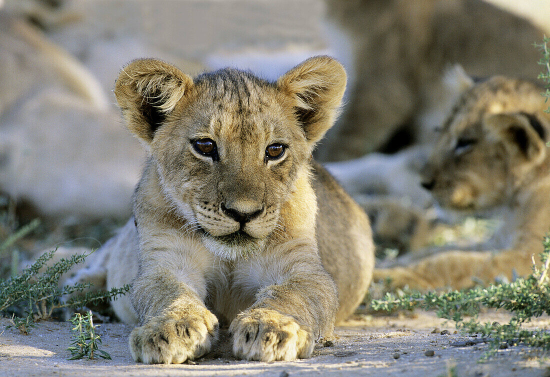Lion cubs (Panthera leo). Kgalagadi Transfrontier Park, South Africa