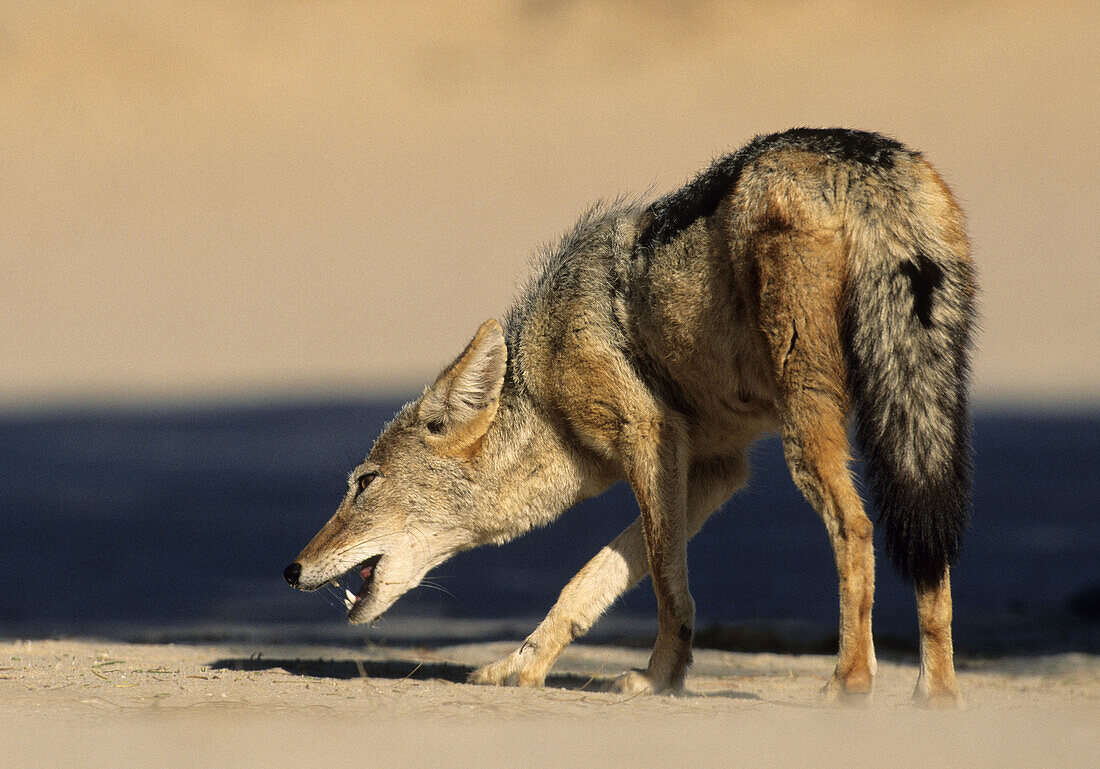 Blackbacked Jackal (Canis mesomelas) Kgalagadi Transfrontier Park. Kalahari, South Africa