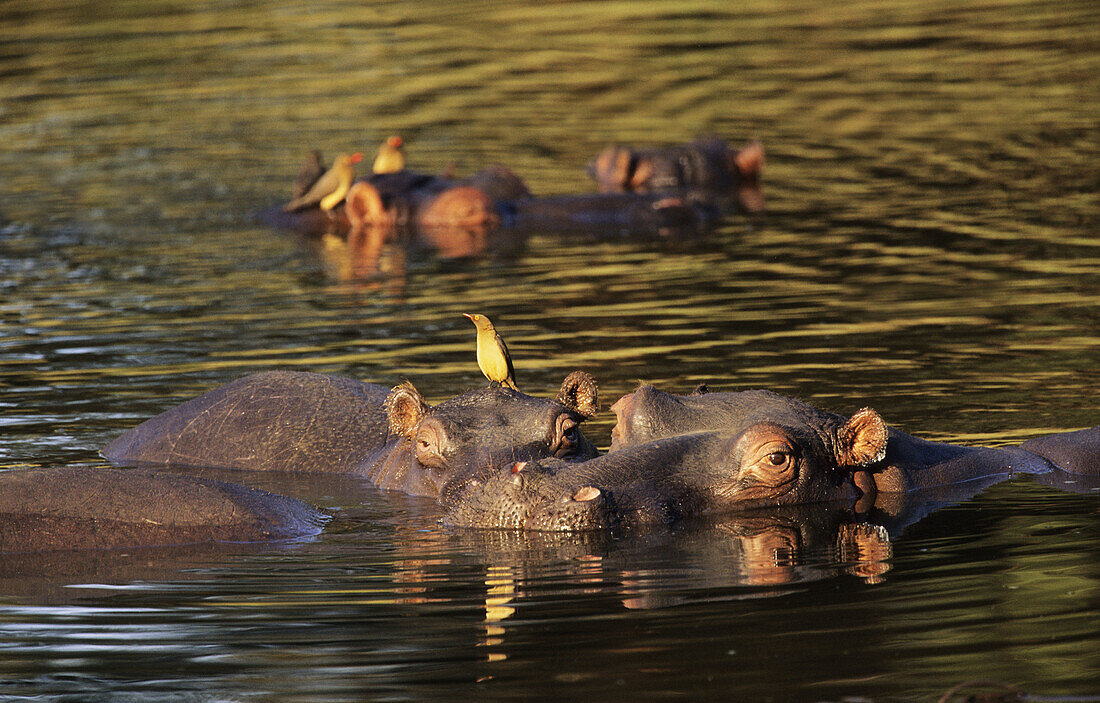 Hippos (Hippopotamus amphibius) with oxpecker. Kruger National Park. South Africa