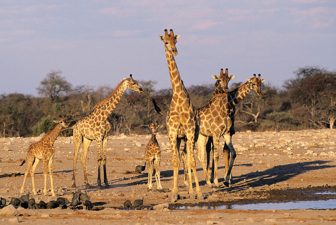 Giraffe (Giraffa camelopardalis). Herd at waterhole. Etosha National Park, Namibia