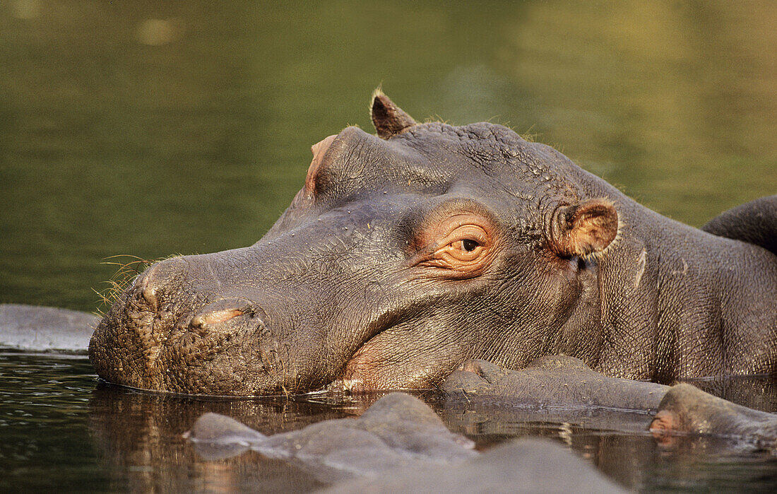 Hippo (Hippopotamus amphibius). Kruger National Park. South Africa