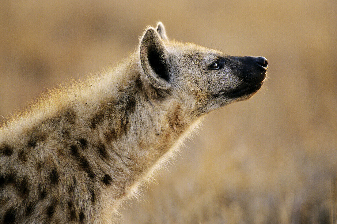 Spotted Hyena (Crocuta crocuta) Kruger National Park. South Africa