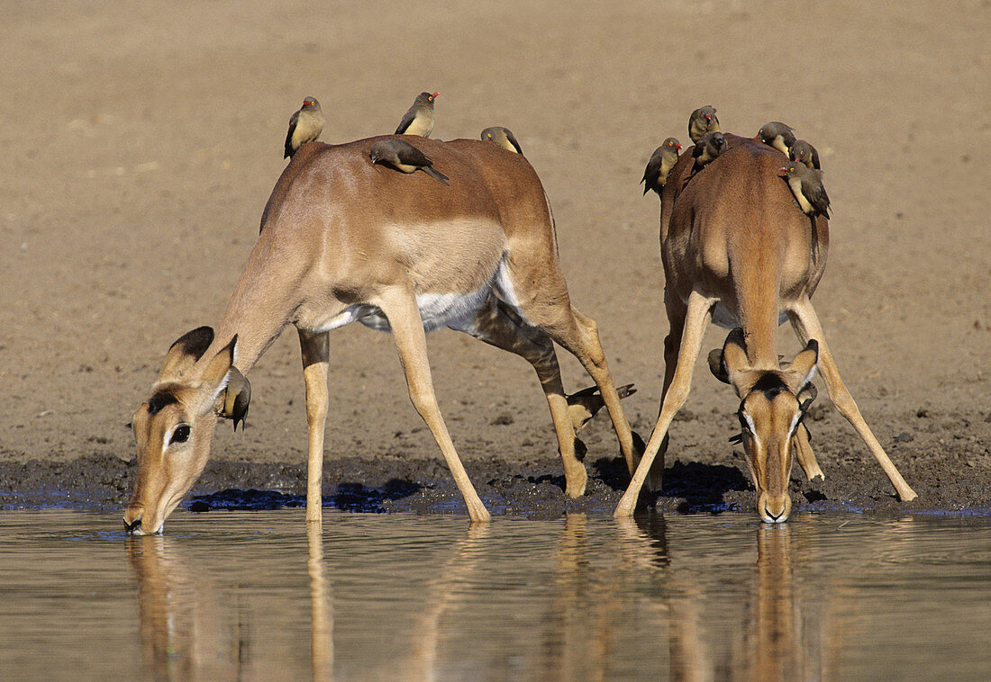 Impala (Aepyceros melampus) with oxpeckers. Kruger National Park, South Africa