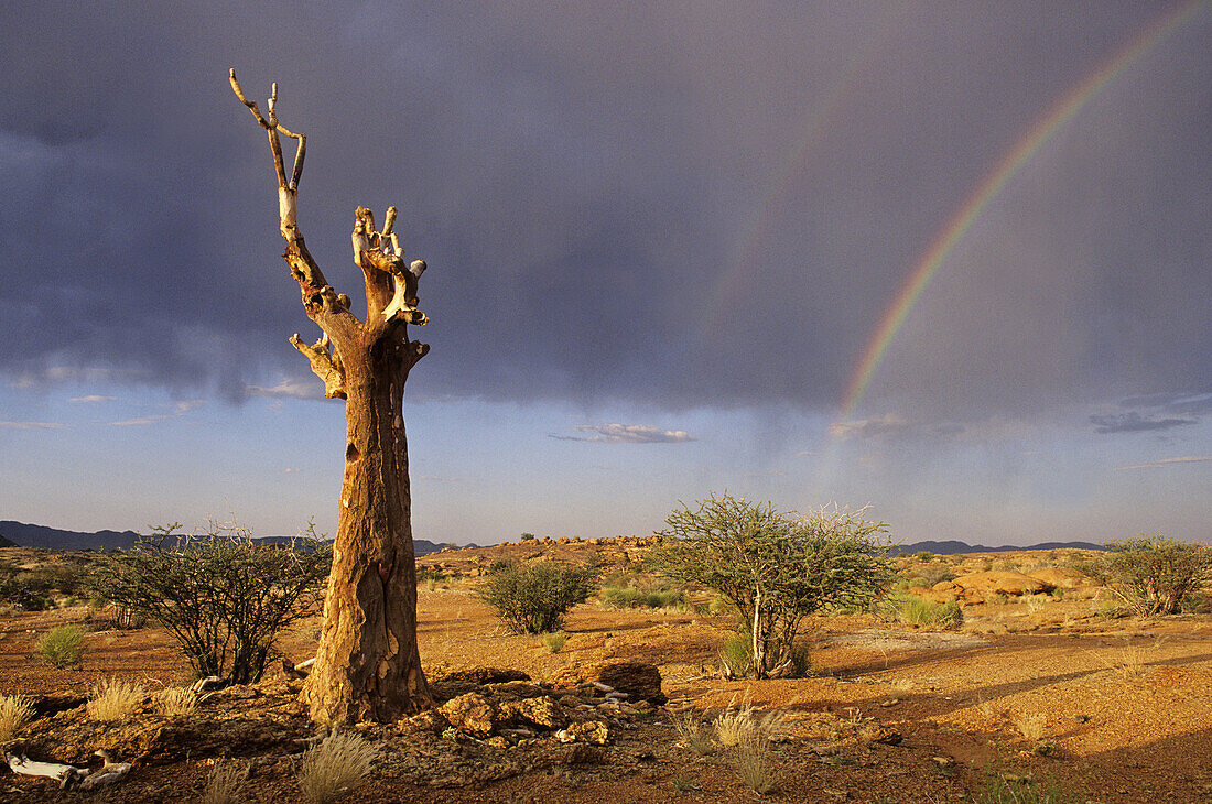 Quiver Tree and rainbow. Augrabies Falls National Park. Northern Cape, South Africa