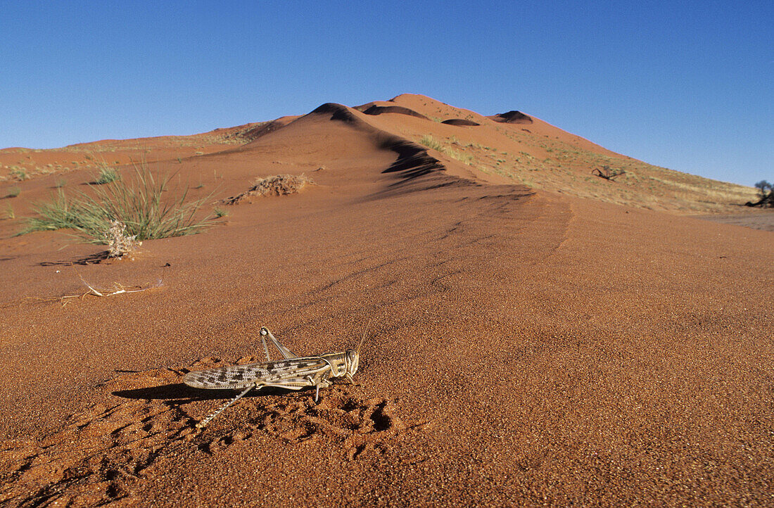 Grasshoper. Nambi Naukluft Park. Namibia