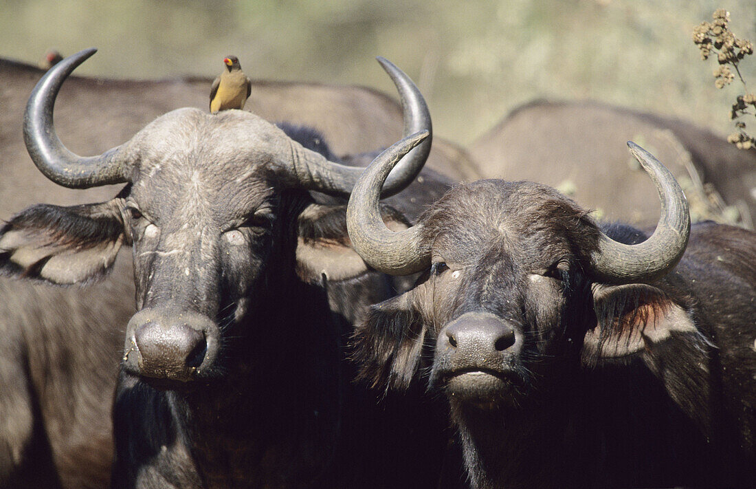 Cape Buffalo, Syncerus caffer, With Oxpecker, Kruger National Park, South Africa