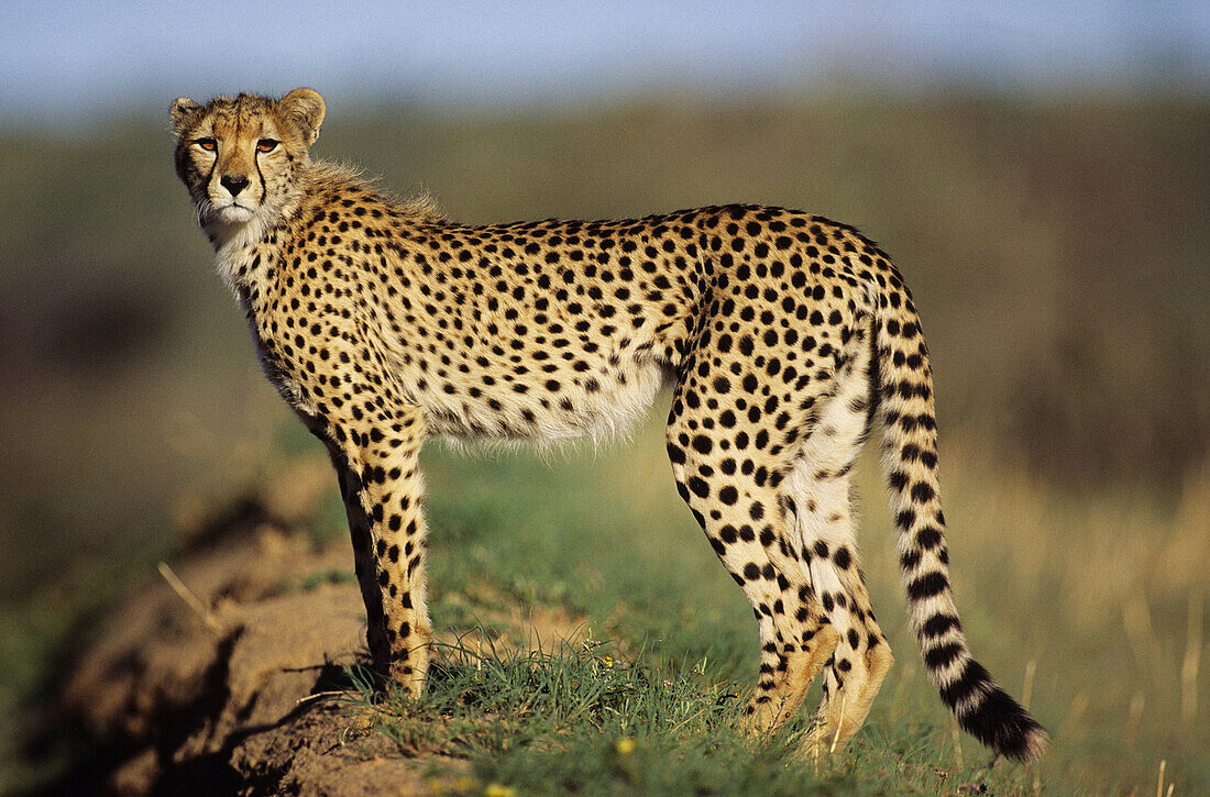 Gepard, Acinonyx jubatus, Kgalagadi Transfrontier Park, Kalahari, South Africa