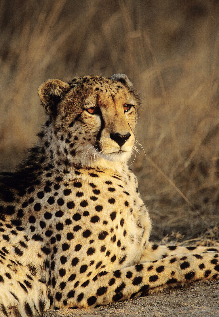 Cheetah, Acinonyx jubatus, Sabi Sabi, Greater Kruger National Park, South Africa