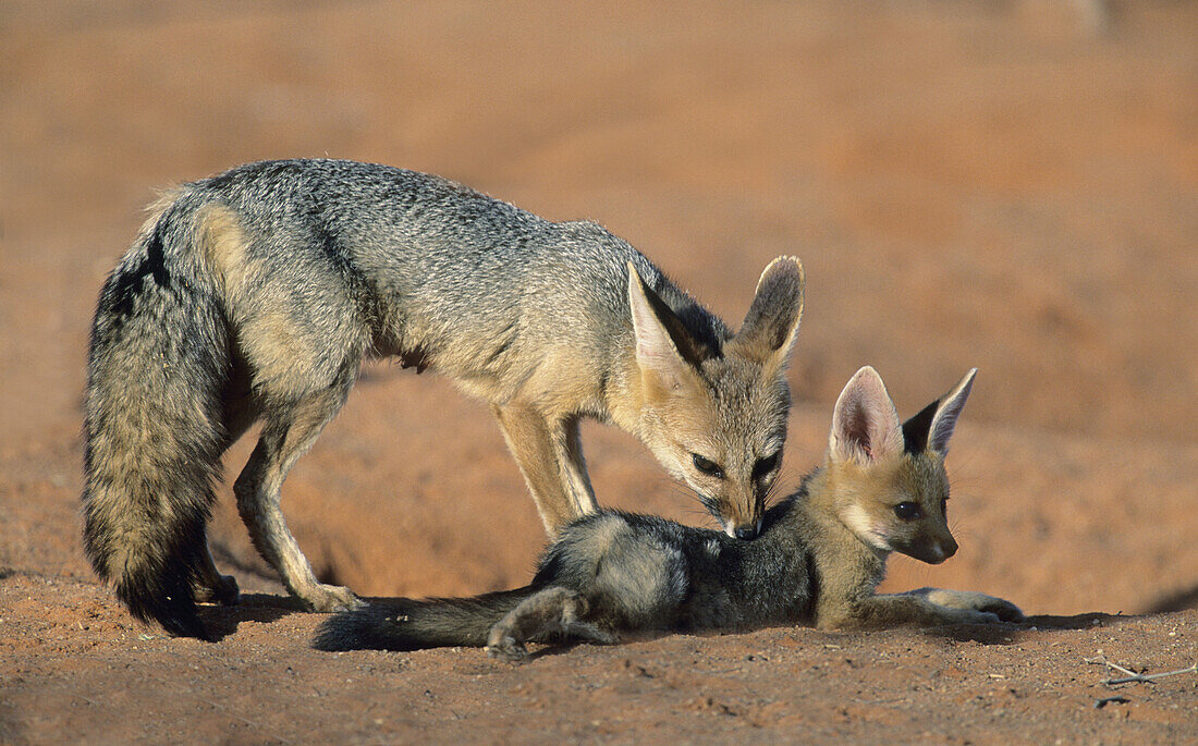 Cape Fox, Vulpes chama, Mother and cub, Kgalagadi Transfrontier Park, Kalahari, South Africa