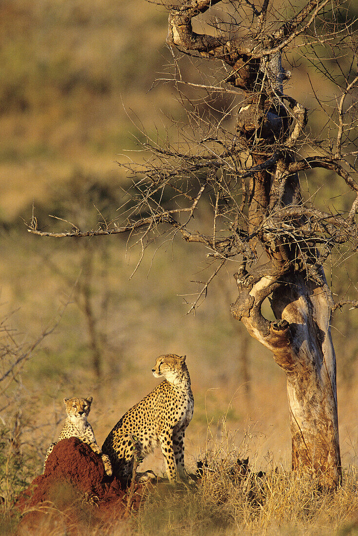 Cheetah and cub, Acinonyx jubatus, Kruger National Park, South Africa