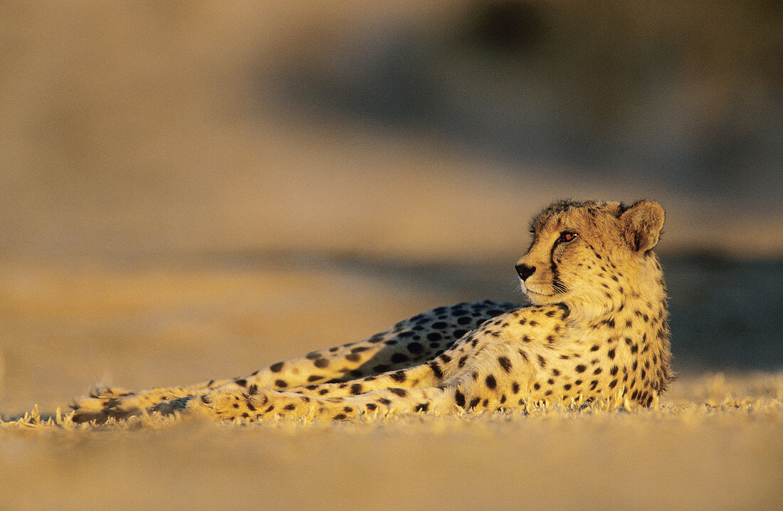 Cheetah, Acinonyx jubatus, Kgalagadi Transfrontier Park, Kalahari, South Africa
