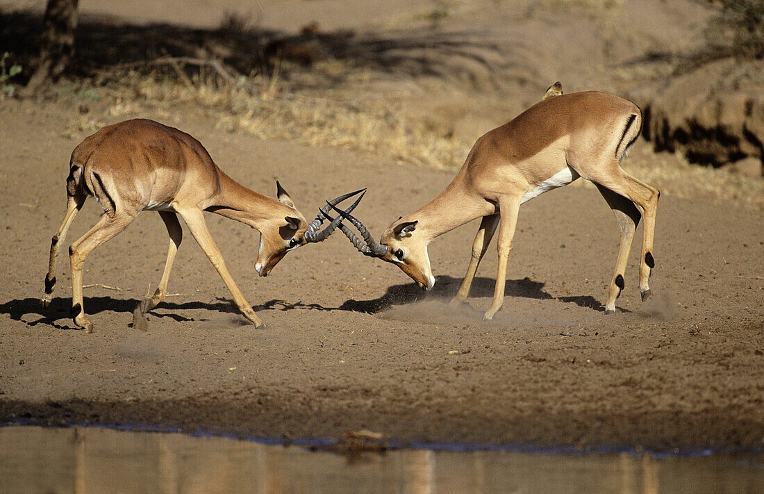 Impala, Aepyceros melampus, Males fighting, Kruger National Park, South Africa