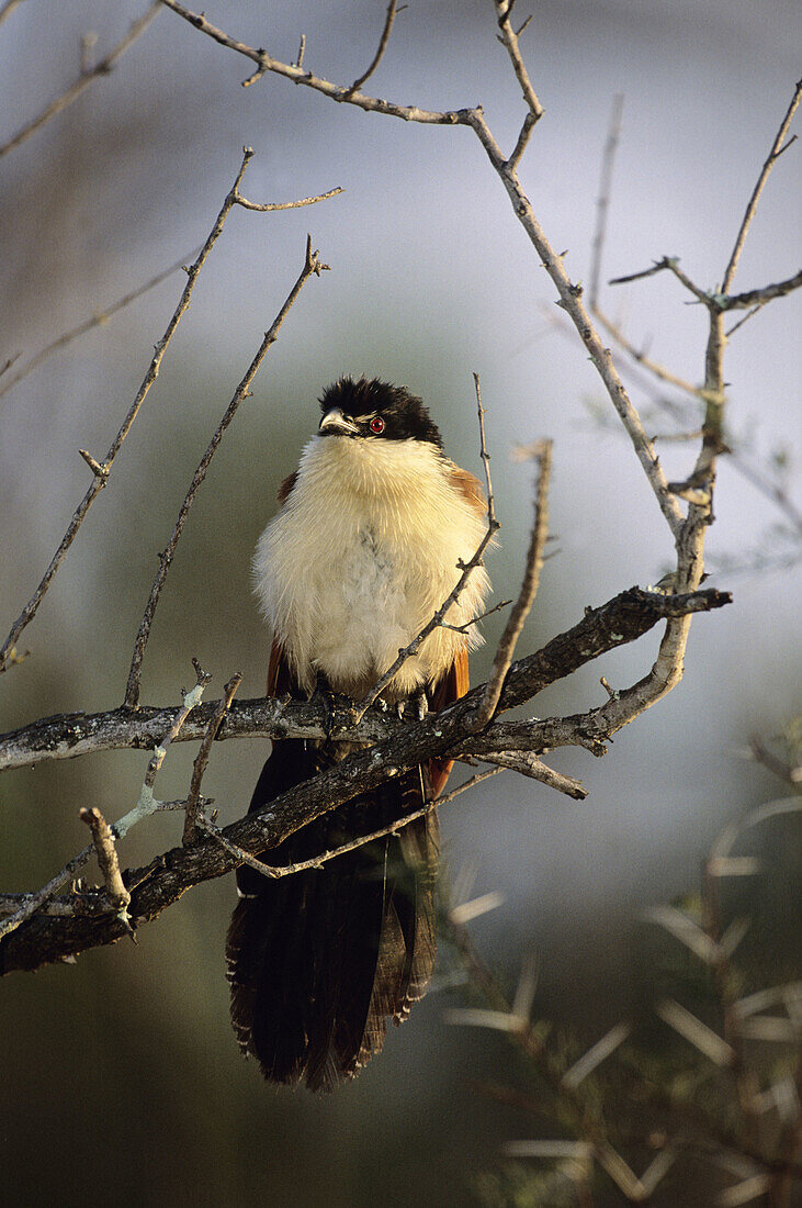 Burchell s Coucal, Centropus supercillosus, Kruger National Park, South Africa
