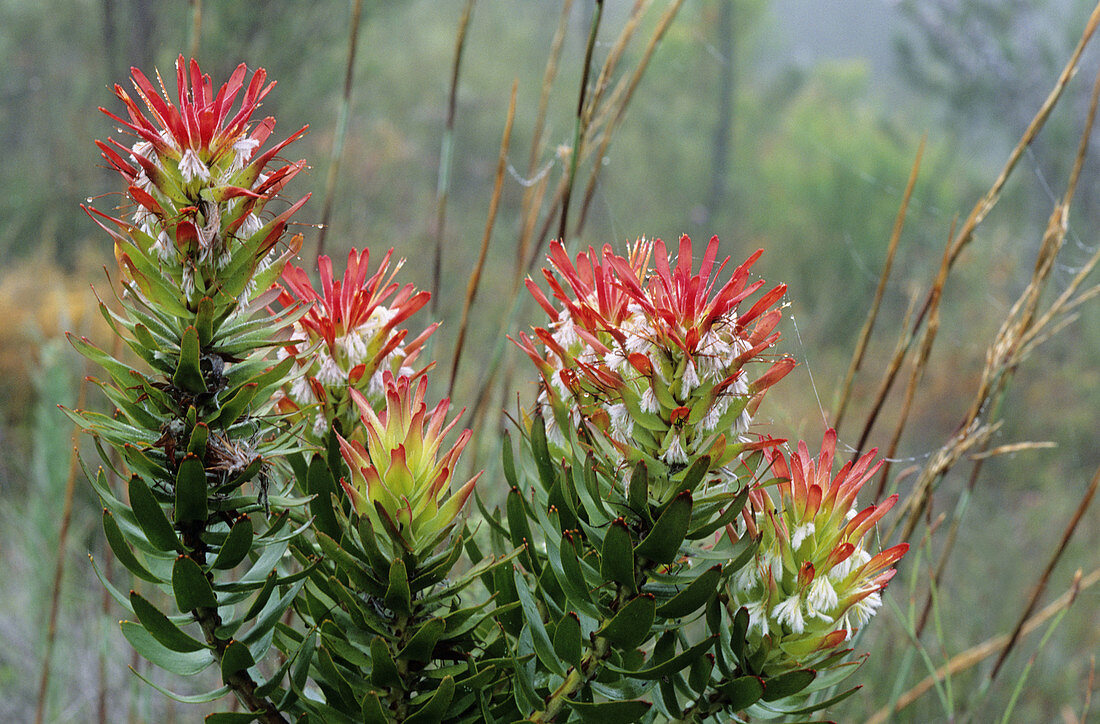 Fynbos flora, Mimetes, Mimetes cucullatus, Western Cape, South Africa