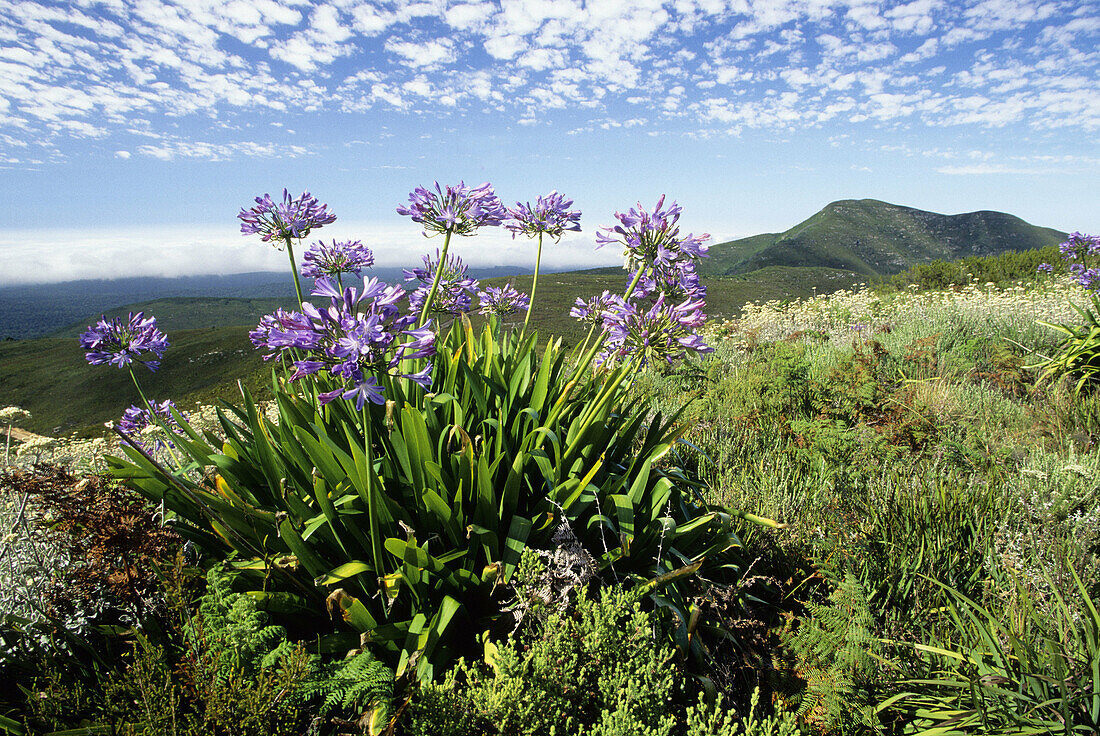 Fynbos flora, Agapanthus, Agapanthus praecox, Mossel Bay, Southern Cape, South Africa