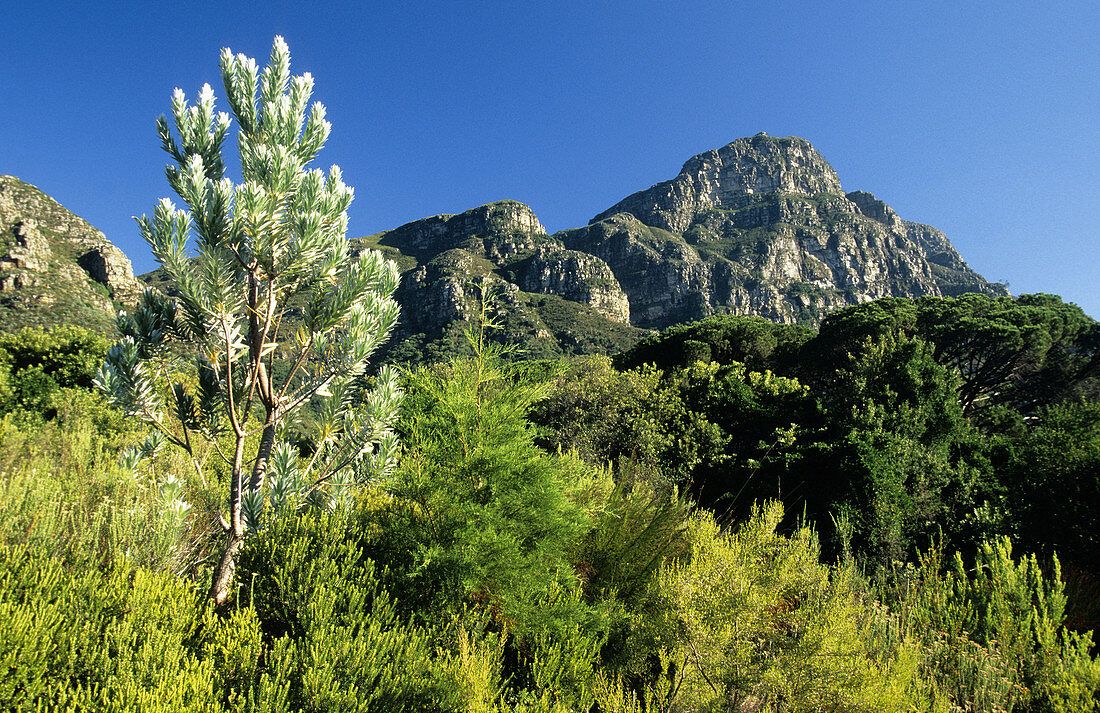 Fynbos flora, Silver Tree, Leucadendron argenteum, Kirstenbosch, Table Mountain, Cape Town, South Africa