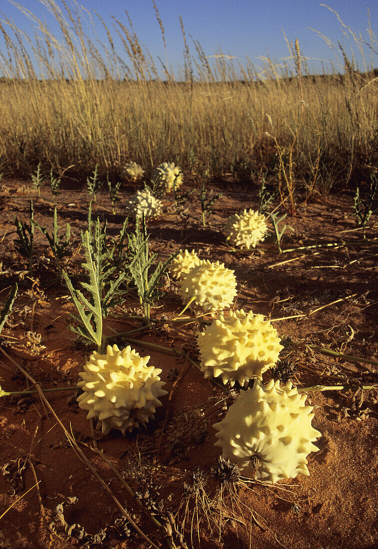 Gemsbok Cucumber, Acanthosicyos naudinaris, Kgalagadi Transfrontier Park, Kalahari, South Africa