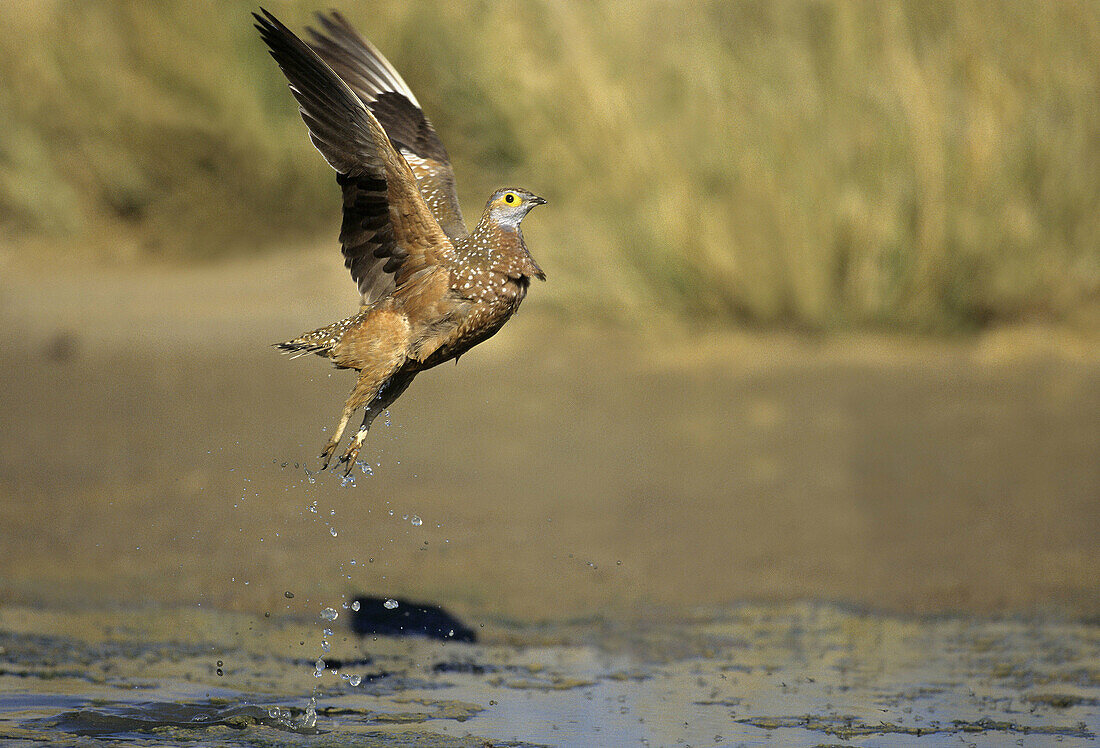 Burchell s Sandgrouse, Pterocles burchelli, in flight, Kgalagadi Transfrontier Park, Kalahari, South Africa