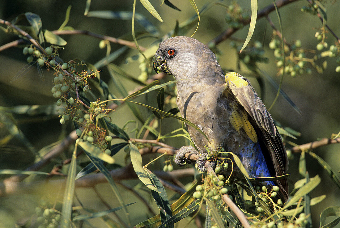 Ruppell s Parrot, Poicephalus rueppellii, Waterberg Plateau, Namibia