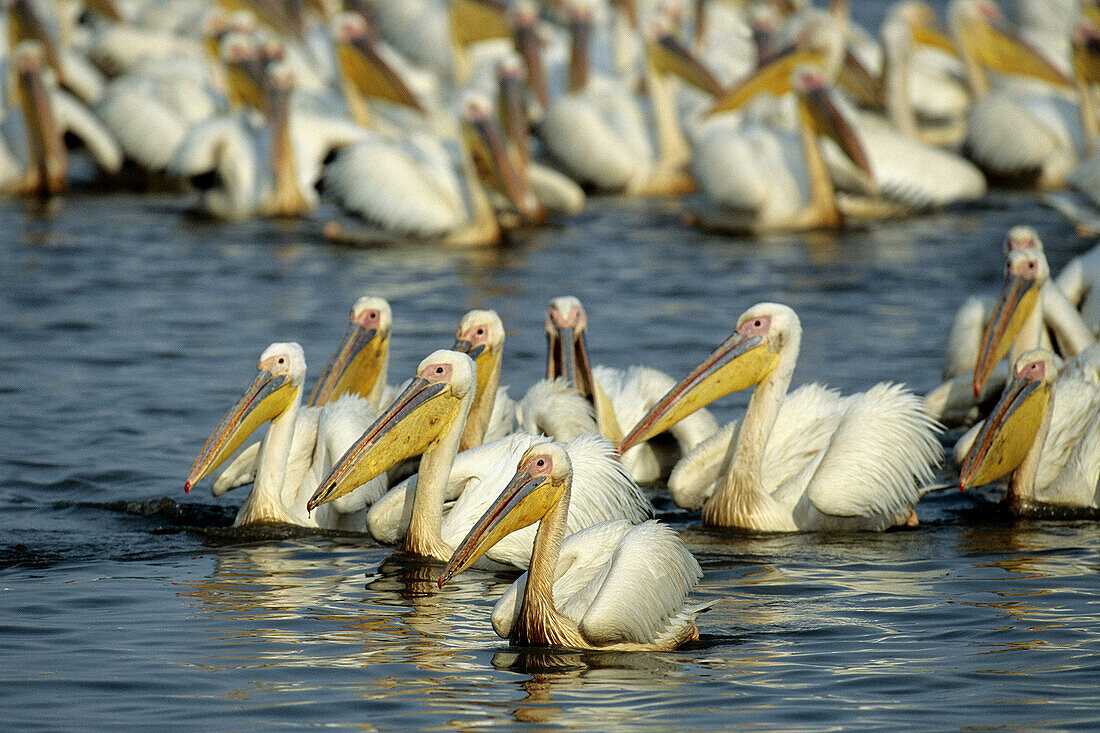 Great White Pelican (White Pelican), large flock, Mkuze Game Reserve, Zululand, KwaZulu-Natal, South Africa