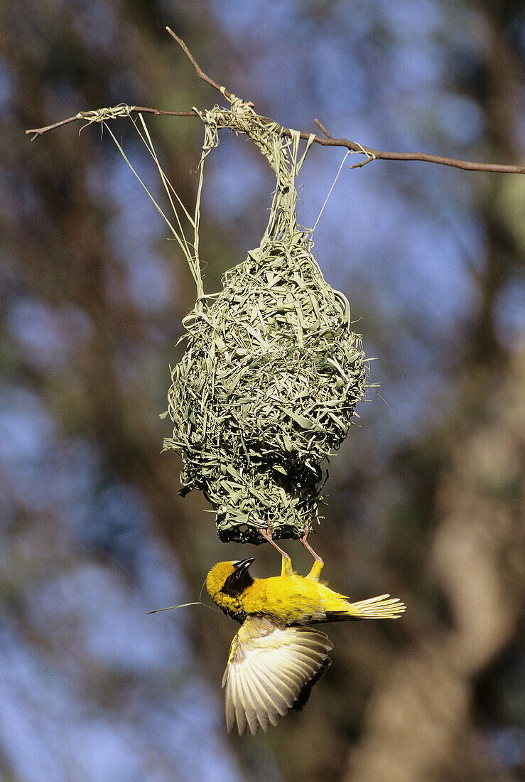 Village Weaver (Spottedbacked Weaver), Ploceus cucullatus, courtship display at nest, KwaZulu-Natal, South Africa