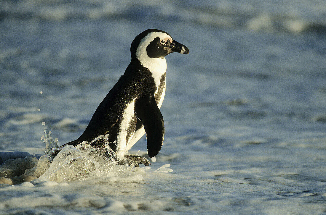 African Penguin (Jackass Penguin) Spheniscus demersus, Boulders Beach, Cape Town, South Africa