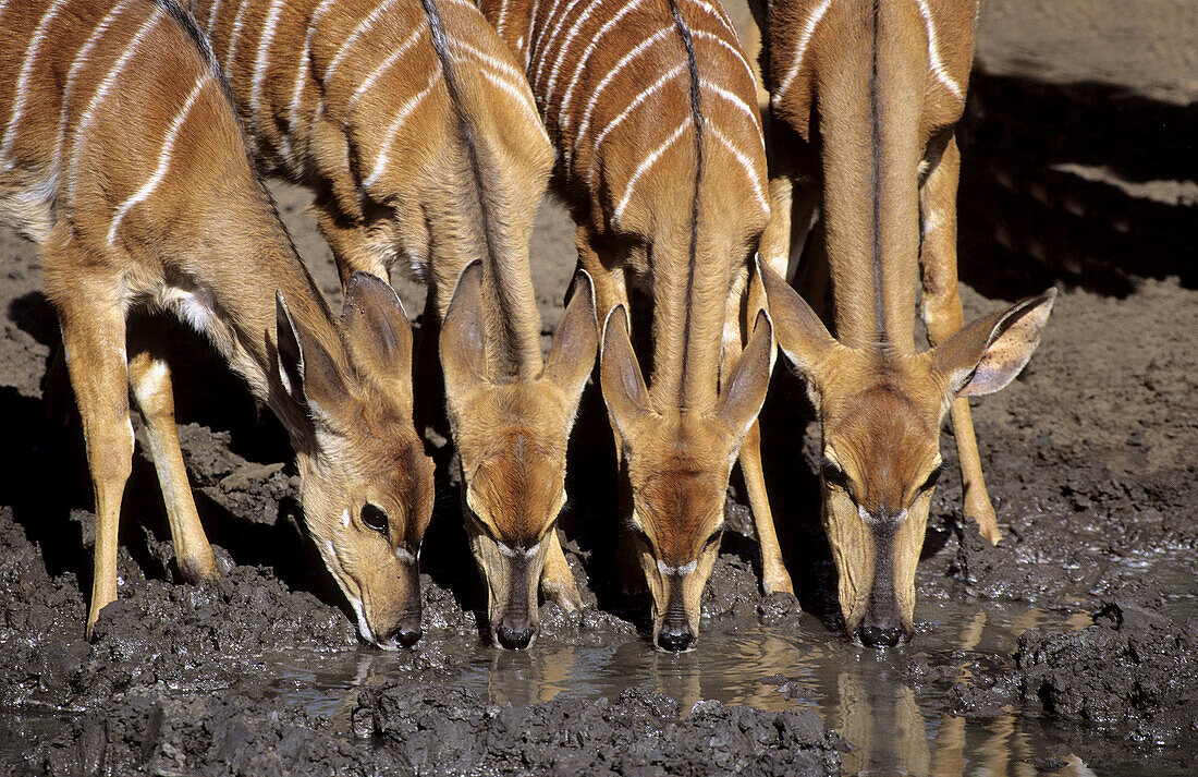 Nyala, Tragelaphus angasii, Mother and young, Mkuze Game Reserve, KwaZulu-Natal, South Africa