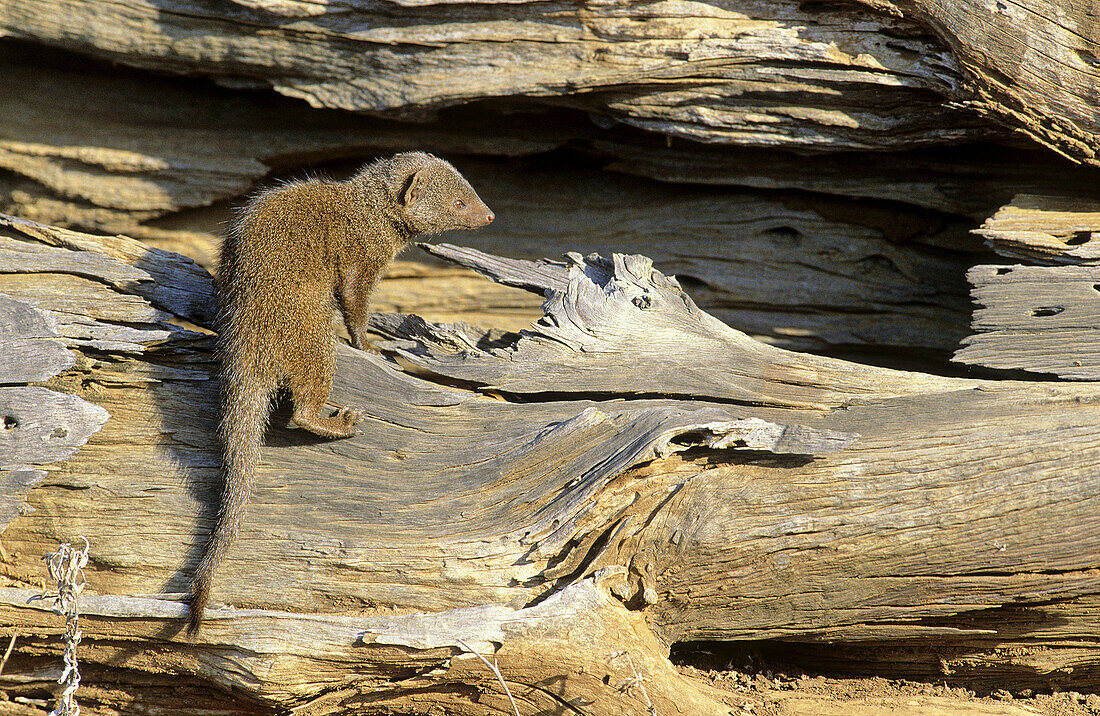 Dwarf Mongoose, Helogale parvula, Kruger National Park, South Africa