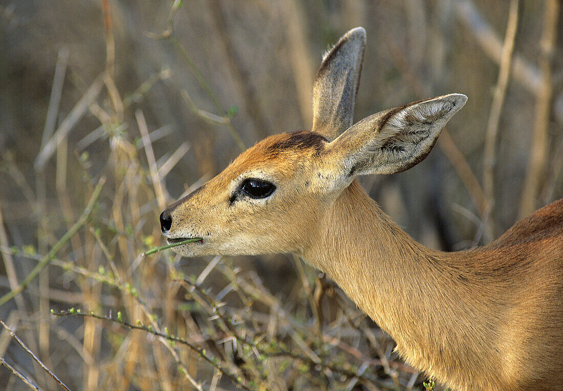 Steenbok, Raphicerus campestris, browsing, Kruger National Park, South Africa