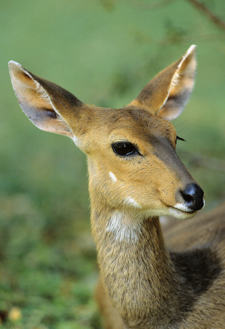 Bushbuck, Tragelaphus scriptus, female, Sabi Sabi, Greater Kruger National Park, South Africa