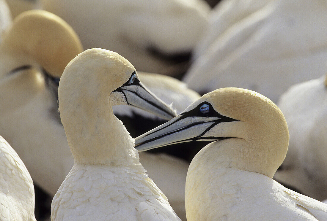 Cape Gannet, Morus capensis, courtship preening, Lambert s Bay, Western Cape, South Africa