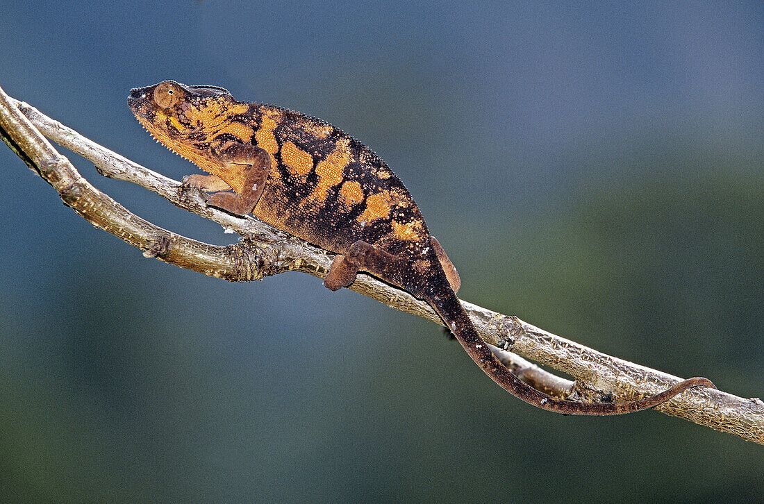 Panther Chameleon, Chamaeleo pardalis, Madagascar