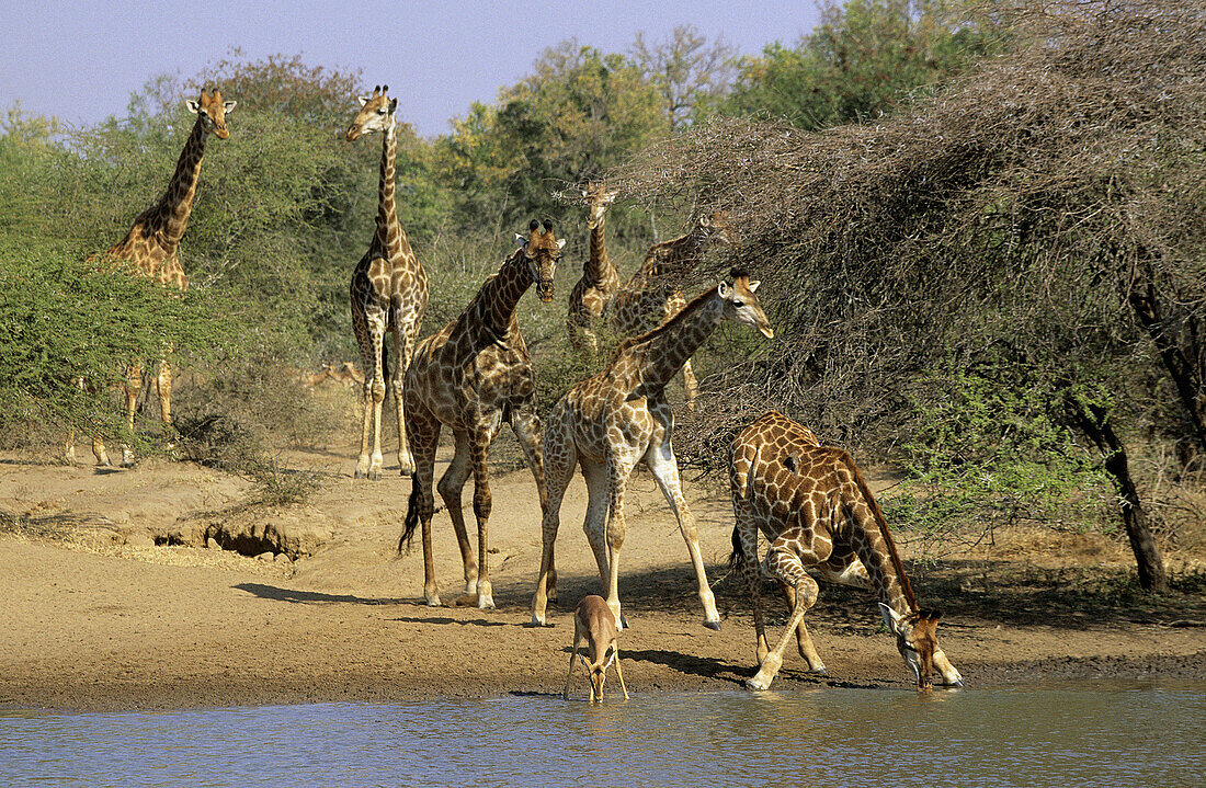 Giraffe, Giraffa camelopardalis, herd at waterhole, Kruger National Park, South Africa