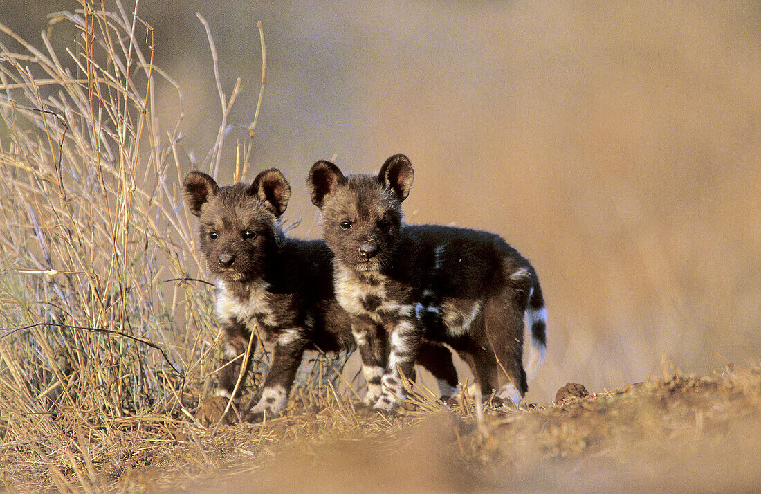 Wild Dog (Cape Hunting Dog), pups,Lycaon pictus, Kruger National Park, South Africa