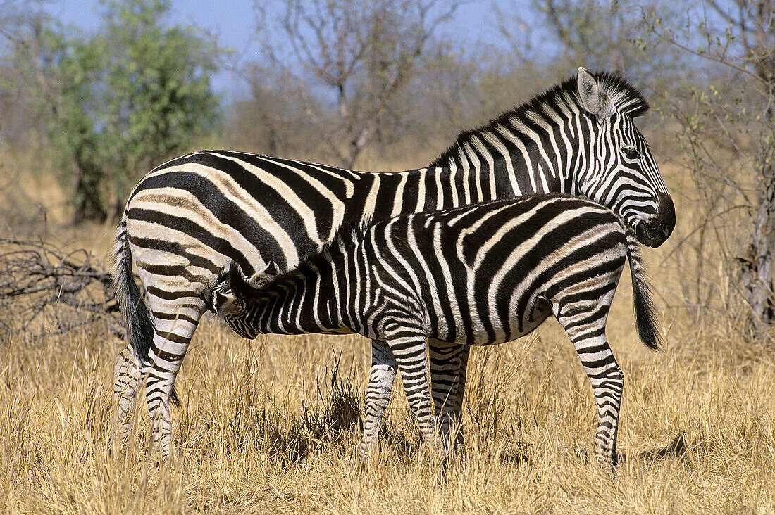 Burchell s Zebra, Equus burchelli, mother suckling foal, Kruger National Park, South Africa