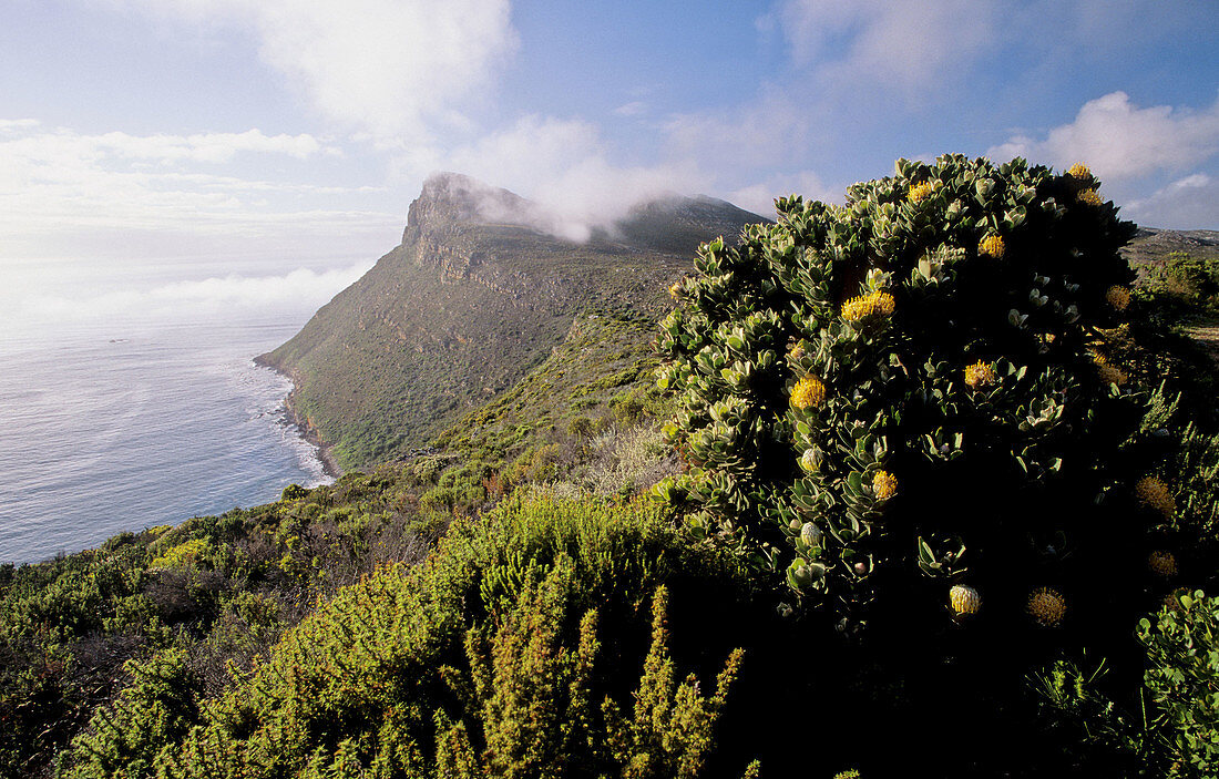 Cape Peninsula National Park, view of reserve with fynbos, Cape Town, Weatern Cape, South Africa