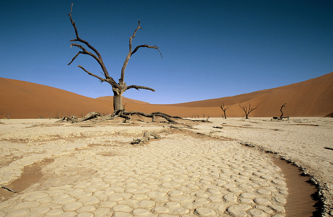 Dead Vlei, Sossusvlei, Namib-Naukluft Park, Namib Desert, Namibia