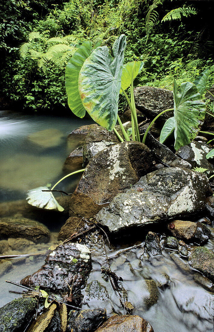 Madagascar Rainforest, stream in … – License image – 70092304 lookphotos