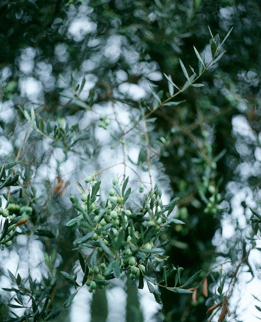 Grüne Olivan am Baum