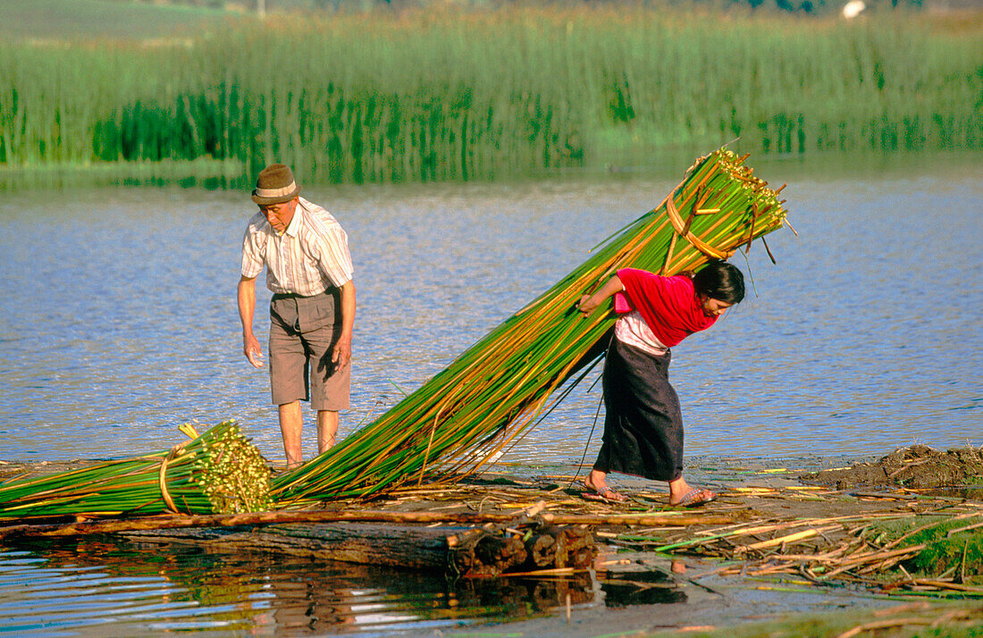 Collecting totora canes in the Laguna de Colta, Incas sacred space. Chimborazo province. Ecuador