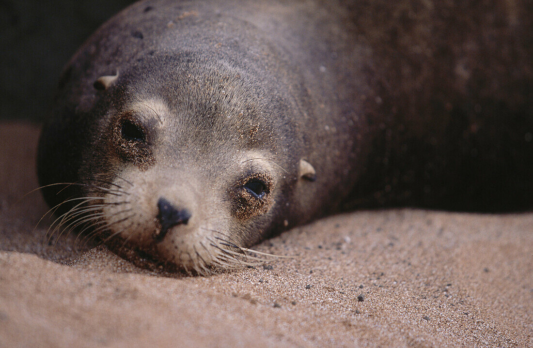 Sea lion. Bartolome Island. Galapagos Islands. Ecuador