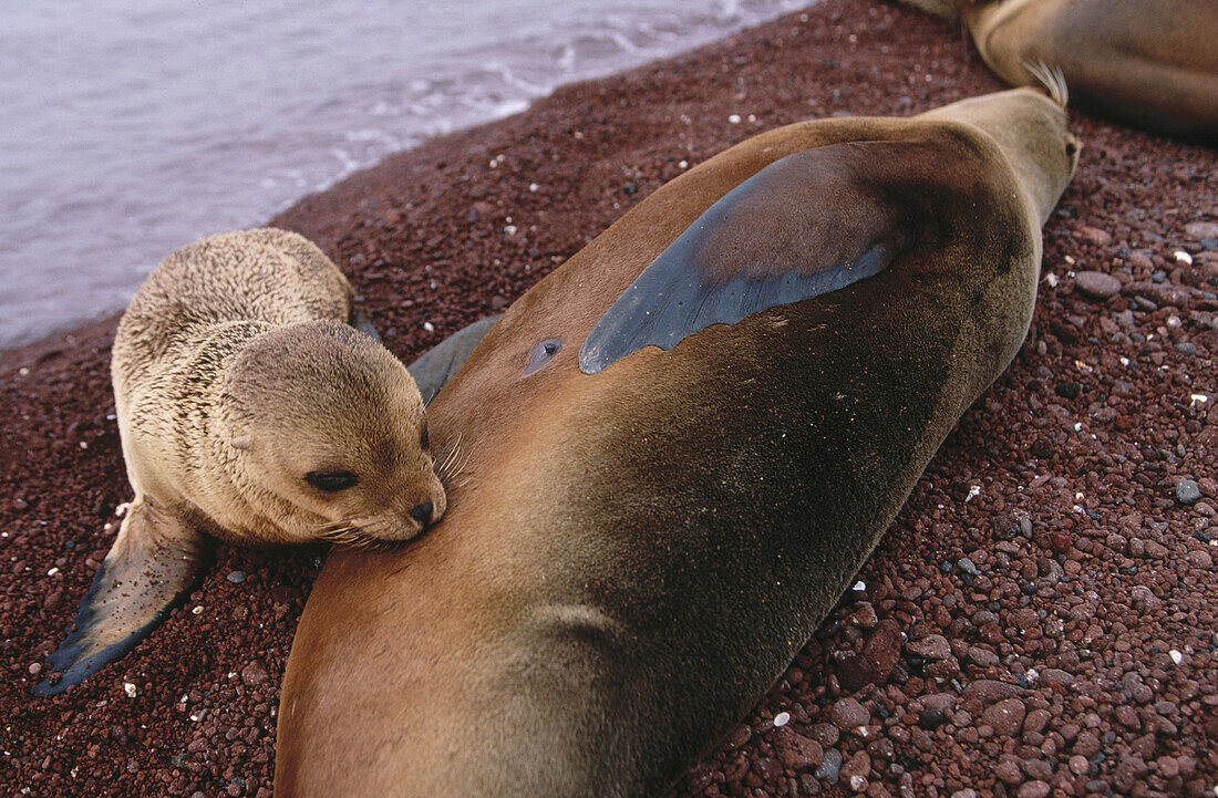 Sea lion suckling her young. Rabida Island. Galapagos Islands. Ecuador