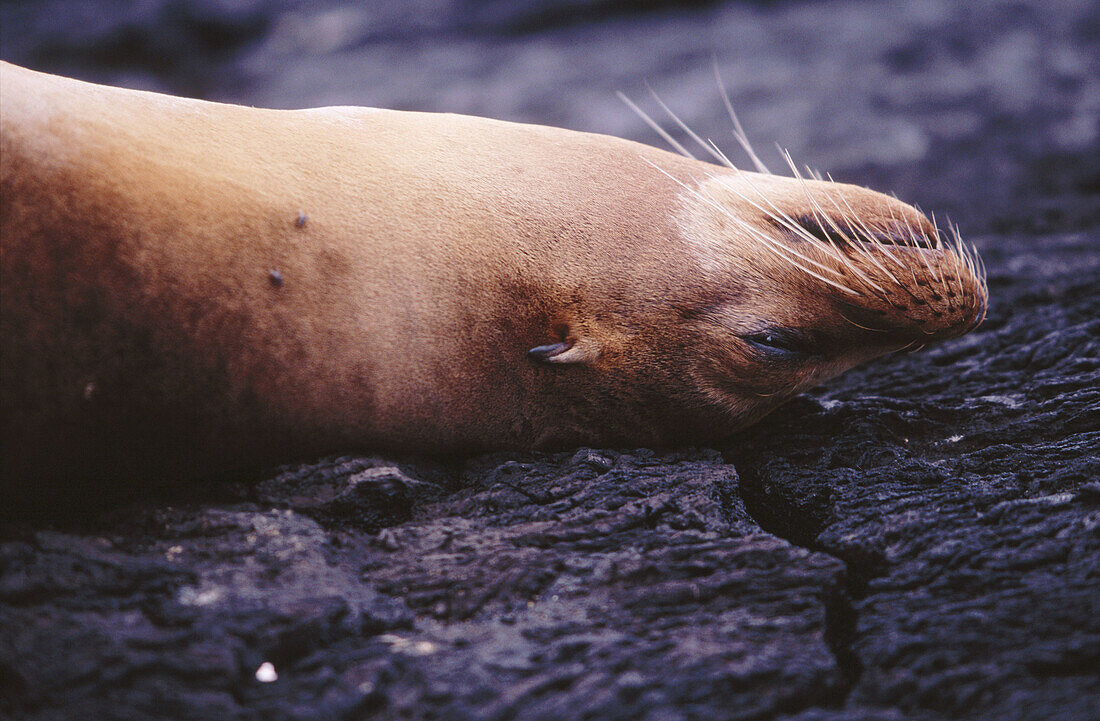 Sea lion. Florena Island. Galapagos Islands. Ecuador