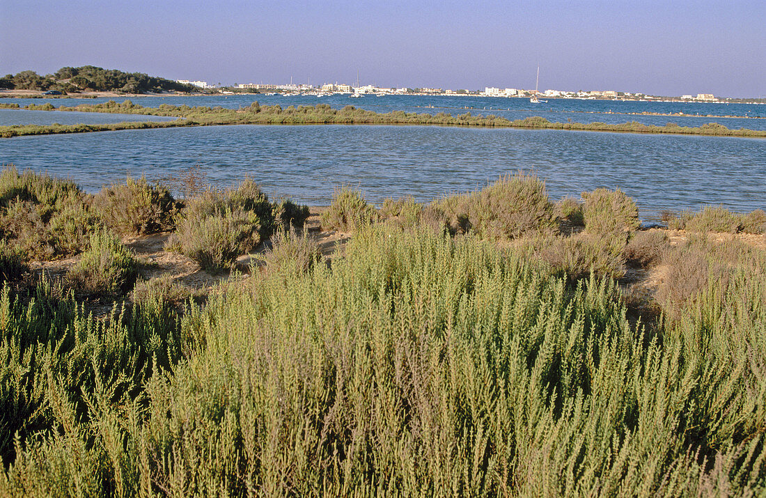 Estany des Peix. Formentera. Balearic Islands. Spain.