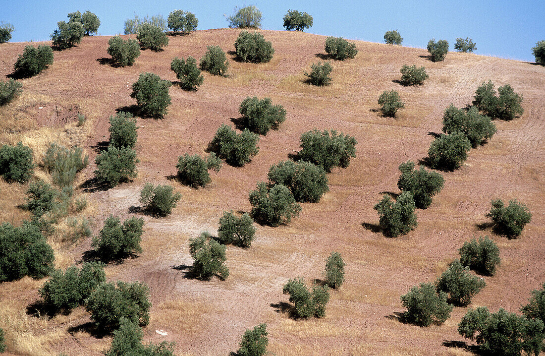 Olive trees. Sierra de Cazorla, Segura y Las Villas Natural Park. Jaén province. Spain